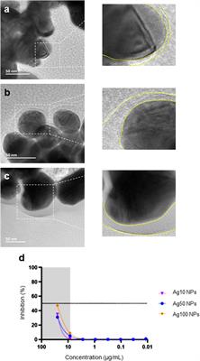 Silver nanoparticles with excellent biocompatibility block pseudotyped SARS-CoV-2 in the presence of lung surfactant